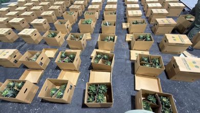 Foto de ¿Piña o cocaína? Autoridades encontraron droga escondida en el cargamento