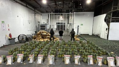 Foto de Incautaron 121 cocaína escondida en piñas