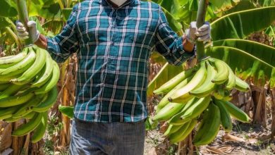 Foto de Más de dos mil quinientos empleos bananeros en Barahona están en riesgo por falta de riego