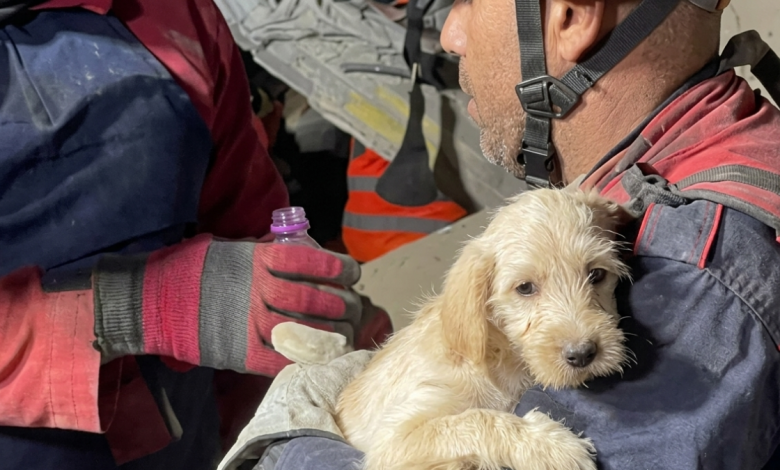 Foto de No dejaron atrás a sus mascotas: la conmovedora escena tras el temblor en Venezuela