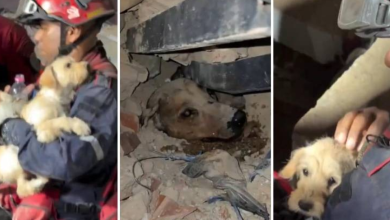 Foto de Venezolanos y rescatistas también salvan animales tras el terremoto y se vuelven virales en la red