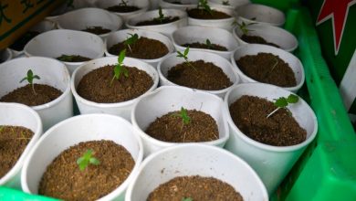 Foto de Marca pedro! Ocuparon 421 plantaciones de cannabis