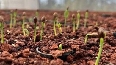 Foto de Los Mencieros piden vivero y frutales para animar a su comunidad en Pedernales