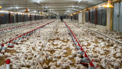 Foto de Avicultores agradecen por ley que exonera anticipo al agro