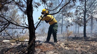 Foto de Bomberos controlan el 70 % del incendio en Sierra de Bahoruco