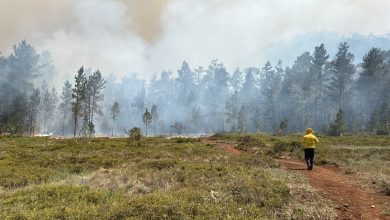 Foto de Medio Ambiente logra controlar el 70 % del incendio