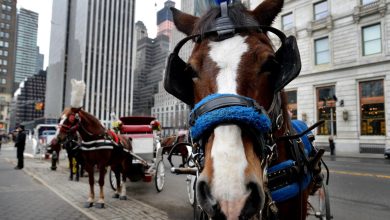 Foto de Los carruajes tirados por caballos regresan a Nueva York tras la muerte del joven