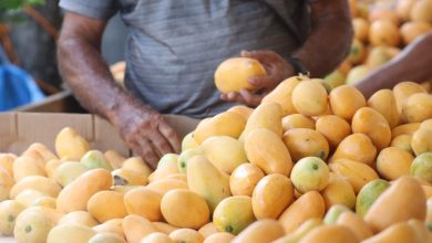 Foto de Productores de mango advierten que el país exporta menos