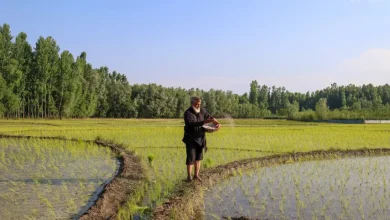 Foto de La crisis de Ormuz aumentará los precios de los alimentos y afectará a la producción agrícola mundial hasta 2027