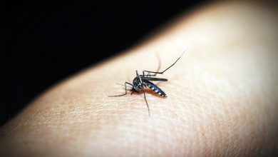 Foto de Salud Pública reporta reducción de dengue y malaria en RD