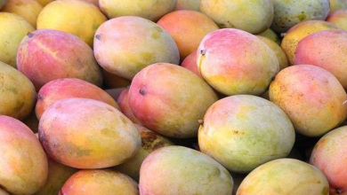 Foto de ¿Por qué RD no puede exportar temporalmente mangos a EE.UU. y qué medidas toma la agricultura? – ACN (República Dominicana)