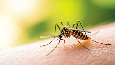 Foto de No es tu imaginación: la ciencia explica por qué a los mosquitos les gusta picar a algunas personas