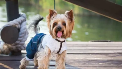 Foto de Cinco recomendaciones para proteger a las mascotas del polvo del Sahara