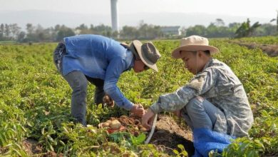 Foto de Países americanos acuerdan cooperar contra el impacto de El Niño en la agricultura