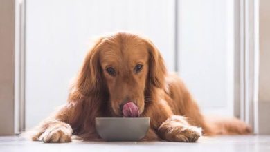 Foto de ¿Tu mascota está ganando peso? Los veterinarios explican cuándo la comida puede no ser el problema