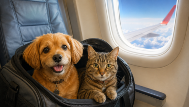 Foto de Lo que nadie te dice antes de viajar en avión con un perro o un gato