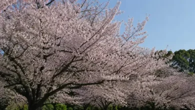 Foto de Fuegos artificiales y 250 cerezos: el regalo de Japón a Estados Unidos por su independencia
