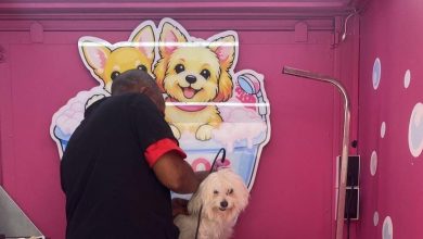 Foto de Pink Dog Móviles: Innovador servicio a domicilio que lleva a tu mascota a RD