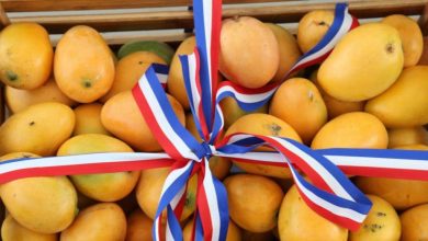 Foto de La agricultura se apresura a salvar las exportaciones de mango a Europa y Estados Unidos.