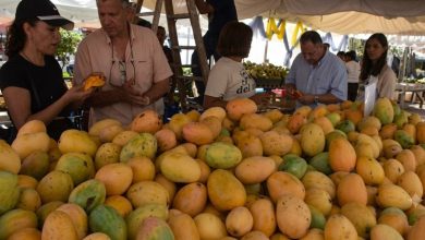 Foto de El PLD acusó al gobierno de prohibir el mango en Estados Unidos.