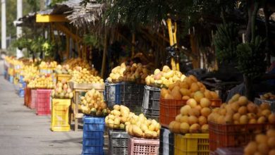 Foto de Estados Unidos suspende el ingreso de mangos dominicanos: estas son las acciones del Ministerio de Agricultura