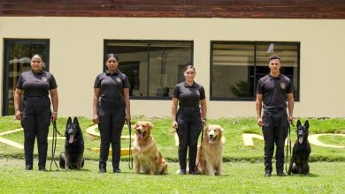 Foto de Día Mundial del Perro: Conoce a los héroes caninos que luchan contra el narcotráfico en el país