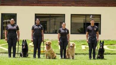 Foto de Spey, Jack, Manta y Punk: los héroes caninos de la DNCD que luchan contra el narcotráfico