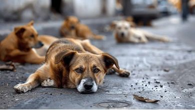 Foto de Miles de perros siguen en la calle: la deuda del Estado con el bienestar animal