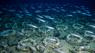 Foto de Una megacolonia de 60 millones de peces anida bajo el hielo de la Antártida