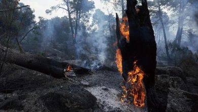 Foto de España y Francia afrontan una crisis con más de 285.000 afectados por los incendios forestales
