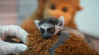 Foto de Aferrado a un peluche, una cría de lémur crece en el suroeste de Colombia
