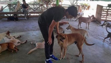 Foto de Mejor amigo y peor destino: Desprotección para perros en RD