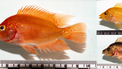Foto de Advierten sobre peces introducidos que amenazan a la fauna nativa