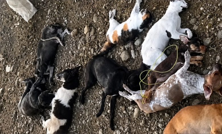 Foto de Denuncian envenenamiento de perros, gatos y gallinas en San Francisco de Macorís: ¿qué preguntan a las autoridades?