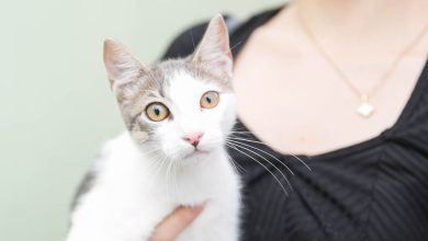 Foto de ADN esteriliza 100 perros y gatos durante jornada