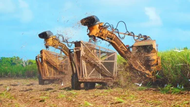 Foto de Industria azucarera logra 70 % de mecanización