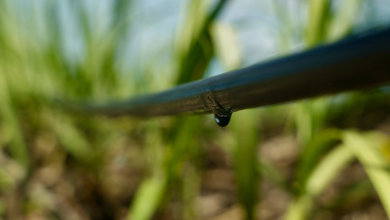 Foto de Consorcio Azuquero Central Barahona confirmó que el riego por goteo incrementó la producción de caña hasta en un 40%.