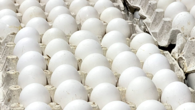 Foto de RD reanuda exportación de huevos a Cuba con envío superior a 3,9 millones de unidades – ACN (República Dominicana)