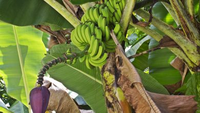 Foto de Productores de plátano denuncian competencia desigual