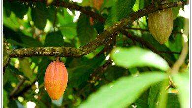 Foto de Cacao dominicano: tradición y sabor mundial