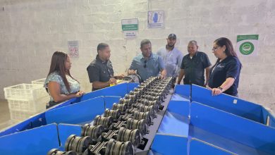 Foto de RD exporta aguacate Hass orgánico a Europa y Estados Unidos