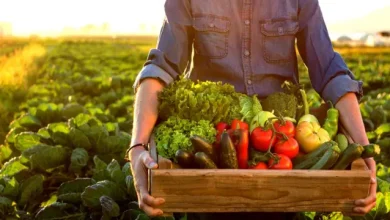 Foto de Según Segib, América Latina liderará la producción mundial de alimentos