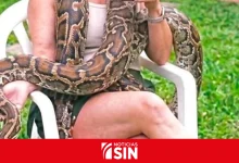 Foto de Buscan una boa de más de tres metros que se escapó de una casa