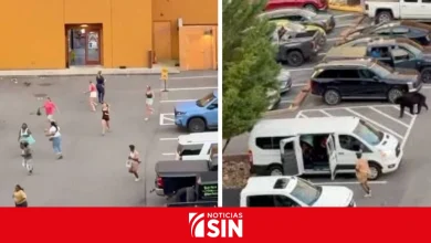 Foto de Los osos negros crean momentos tensos en los estacionamientos de Tennessee
