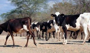 Foto de Ganaderos de Dajabón retienen 44 reses haitianas
